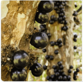 Myrciaria Jaboticaba